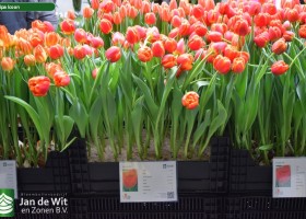 Tulipa Icoon (1)