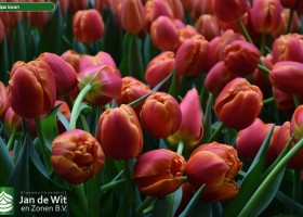 Tulipa Icoon (3)