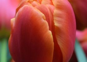 Tulipa Icoon (4)