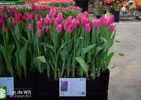 Tulipa Jumbo Pink (1)
