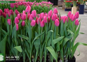 Tulipa Jumbo Pink (2)
