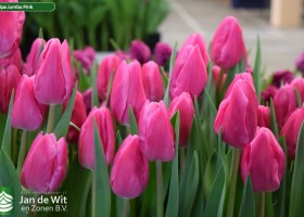 Tulipa Jumbo Pink (3)