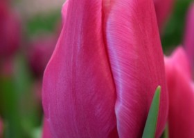 Tulipa Jumbo Pink (4)