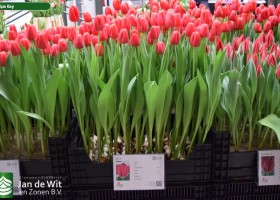 Tulipa Kay (1)