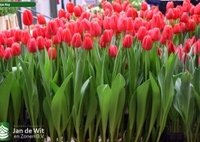 Tulipa Kay (2)