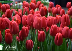 Tulipa Kay (3)