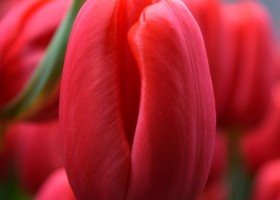 Tulipa Kay (4)