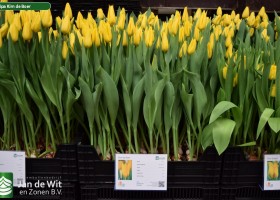 Tulipa Kim de Boer (1)