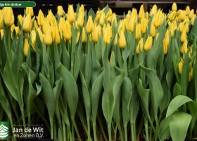 Tulipa Kim de Boer (2)