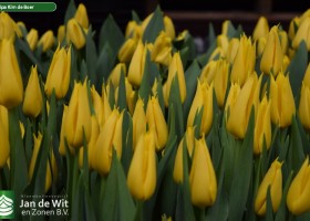 Tulipa Kim de Boer (3)