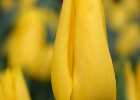 Tulipa Kim de Boer (4)