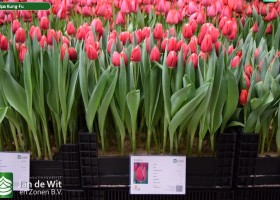 Tulipa Kung-Fu (1)