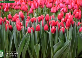 Tulipa Kung-Fu (2)