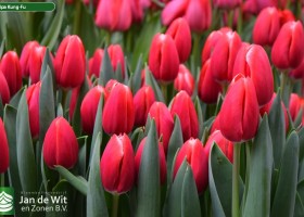 Tulipa Kung-Fu (3)