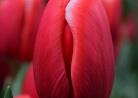 Tulipa Kung-Fu (4)
