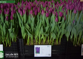 Tulipa Laptop (1)