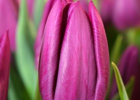 Tulipa Laptop (4)