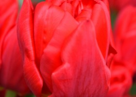 Tulipa Largo (4)