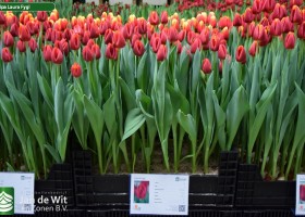 Tulipa Laura Fygi (1)