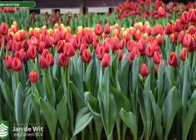 Tulipa Laura Fygi (2)