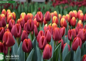 Tulipa Laura Fygi (3)