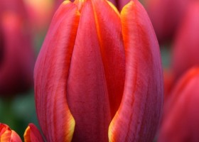 Tulipa Laura Fygi (4)
