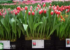 Tulipa Lech Walesa (1)