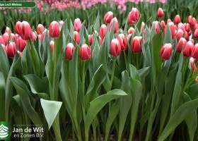 Tulipa Lech Walesa (2)