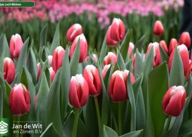 Tulipa Lech Walesa (3)