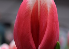 Tulipa Lech Walesa (4)