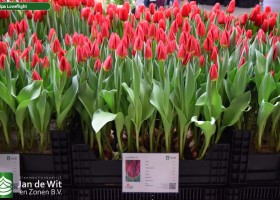 Tulipa Loveflight (1)