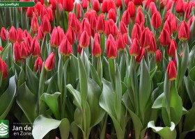 Tulipa Loveflight (2)