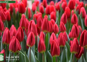 Tulipa Loveflight (3)