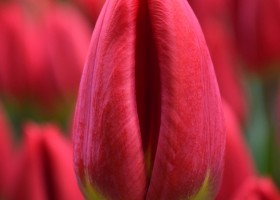 Tulipa Loveflight (4)