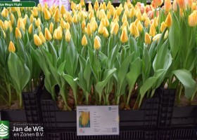 Tulipa Magic Flight (1)