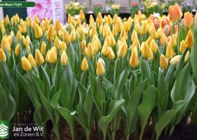 Tulipa Magic Flight (2)