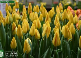 Tulipa Magic Flight (3)