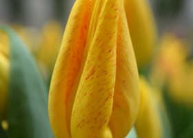 Tulipa Magic Flight (4)