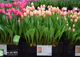 Tulipa Mango Charm (1)