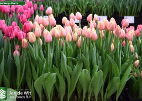 Tulipa Mango Charm (2)