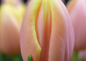 Tulipa Mango Charm (4)