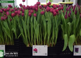 Tulipa Margarita (1)