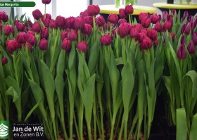 Tulipa Margarita (2)