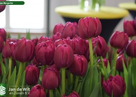 Tulipa Margarita (3)