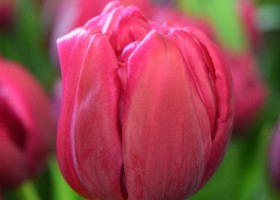 Tulipa Margarita (4)