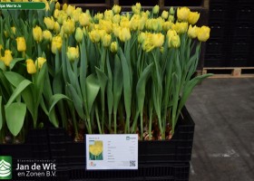 Tulipa Marie Jo (1)