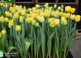 Tulipa Marie Jo (2)