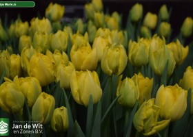 Tulipa Marie Jo (3)