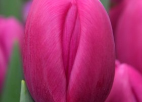 Tulipa Matangi (4)