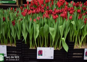 Tulipa Maywood (1)